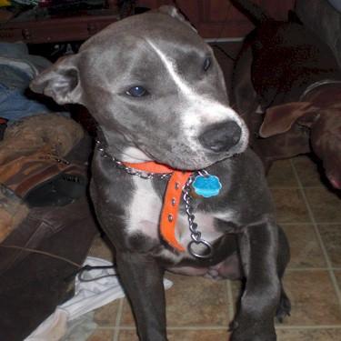 Fraziers Marly Pit Bull.jpg